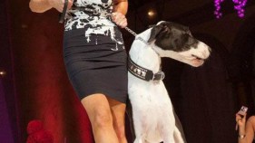 On the Catwalk? Try Dogwalk