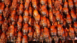 Cicadas: 'Land Shrimp'?