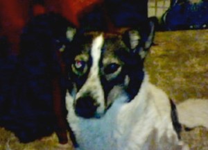 A Waldorf, Md., family's dog was shot by a deputy outside their house Thursday night.