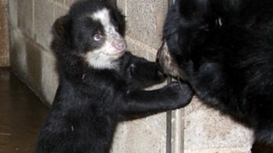 Andean Bears to Make Zoo Debut