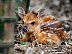 Bambi in Fairfax County's Bullseye