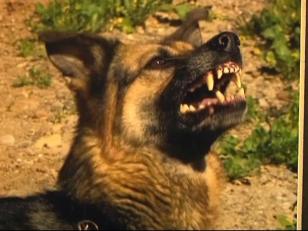 Police Remember Their K-9 Counterparts
