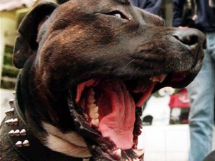 Attacked Woman Made up Story About Random Dog: Sheriff