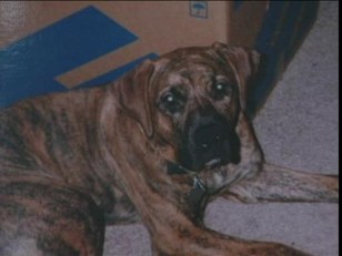 Brindle Returns Home