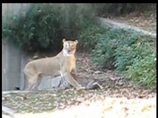 Into the Lion's Den