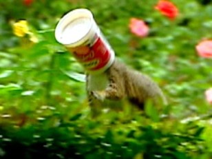 Squirrel Scampers Around With Yogurt Cup Stuck on Head