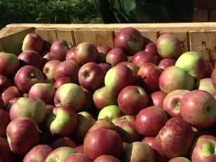 Fewer Apples to Fall in Va.