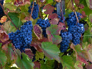 SW Virginia Vintners Hope Winery Takes Root