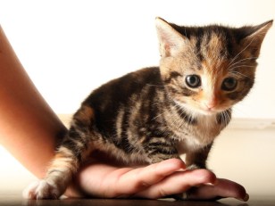 D.C. Pet Owners Worry About Feline H1N1