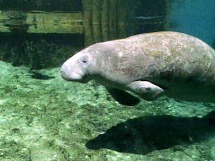 Holy Crap! Mile of Manatee Poop Washes Ashore