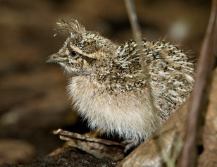 Cute Chicks at the National Zoo