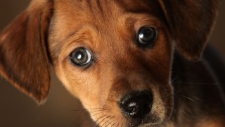 Family Dog Turns on Stove, Sets House on Fire
