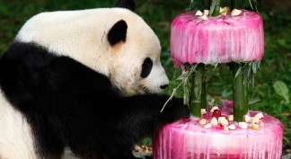 Panda Party!