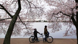 2011 Cherry Blossom Scrapbook