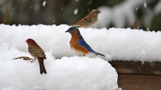 Your Snow Pictures