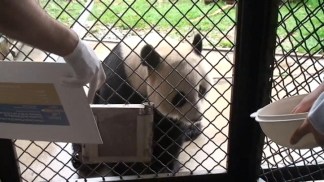 Pandas: Will Paint for Food