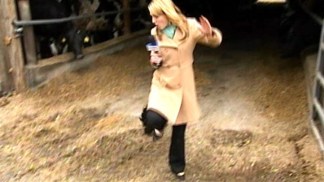 Rooster Attacks Reporter