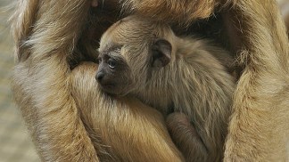 Baby Howler Monkey Far Cuter Than Expected