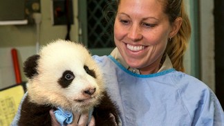 Cute Baby Panda Named