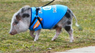 Pigs in the City
