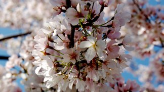 Your 2011 Cherry Blossom Pics