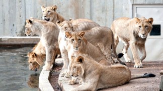 Teen Lion Cubs Looking for Own Place