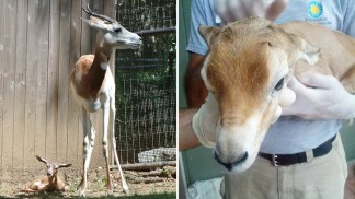 Surprise! Dama Gazelle Born in Zoo Exhibit