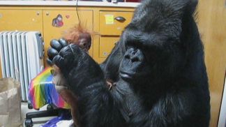 Koko the Gorilla Still Seeking a Family