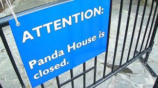 Zoo: Panda Cub Had Fluid in Abdomen