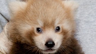 Red Panda Name Revealed