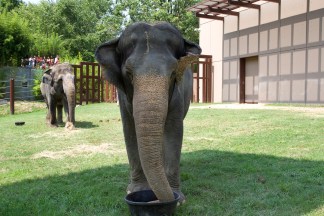 New Elephant Trails Exhibit Opens Friday