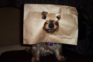 Your Pet Costume Pics