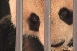 Tai Shan's Final Goodbye