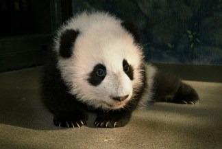 Look Back: Tai Shan