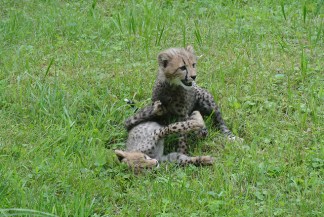 Cheetahs Bounce Into Spotlight at National Zoo
