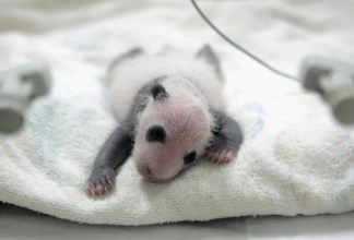Panda Pregnancy Watch