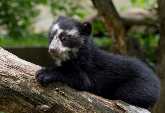 Andean Bear Cubs Spectacled, Adorable - and Named