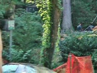 Tree Removal Not Taken Lightly in D.C. Neighborhood
