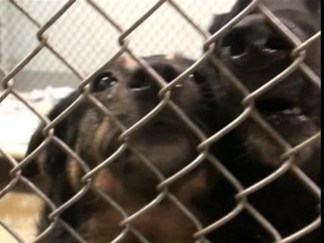 Older Dogs Available for Adoption