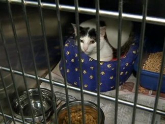 Dozens of Cats Rescued From NW Washington Home