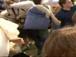 Pillow Fight Erupts Among Cherry Blossoms