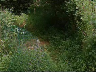 Harvest Time: Police Close in on Marijuana Grow Fields