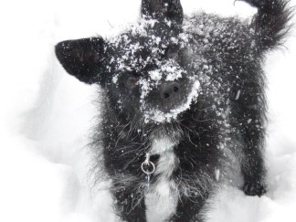 iSee: The Best Snowstorm Pix, Part 2