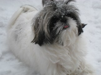 iSee: The Best Snowstorm Pix, Part 3