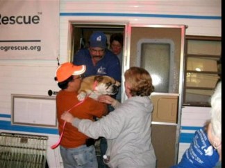 Puppy Mill Refugees in Rehab
