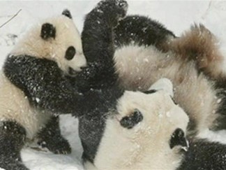 Panda Baby Pictures