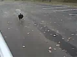 Turkey Chases Car