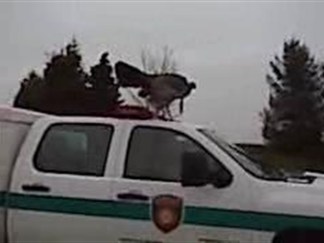Turkey Conquers Animal Control Vehicle