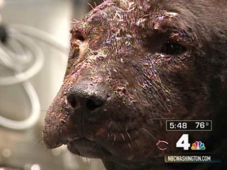 Dog Thrown in Trash Survives