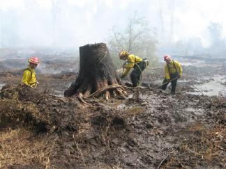 Great Dismal Swamp Fire Scene